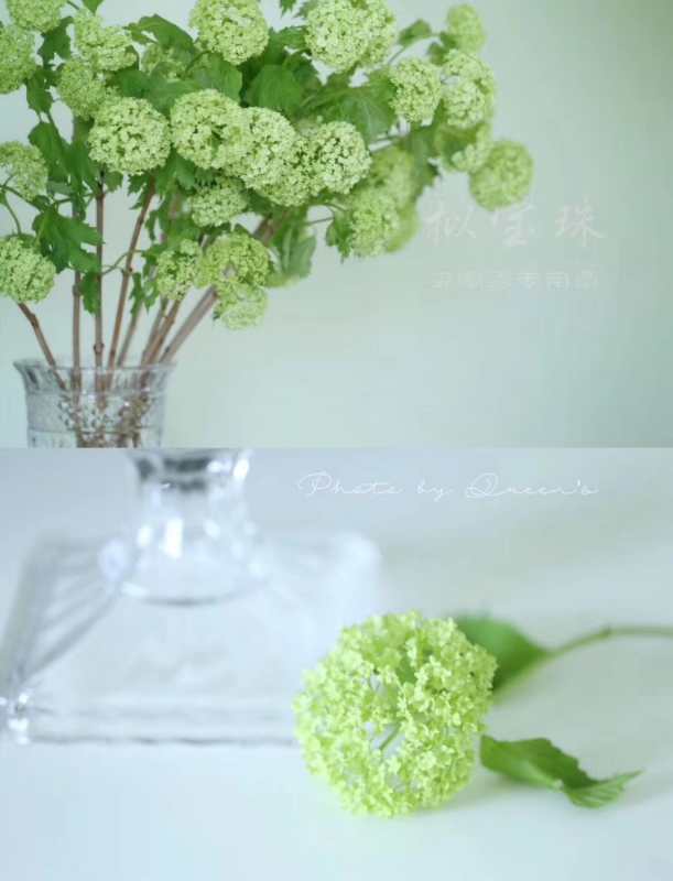 【约40公分】国产-木绣球 绿色 约3-5支/扎  C级