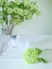 【约40公分】国产-木绣球 绿色 约3-5支/扎  C级 商品缩略图0