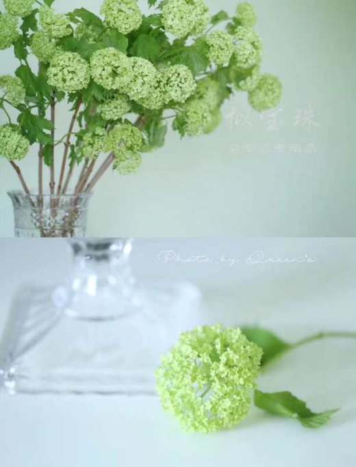 【约40公分】国产-木绣球 绿色 约3-5支/扎  C级 商品图0