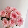 【拍市玫瑰】粉荔枝 10枝/扎  约60公分 商品缩略图2