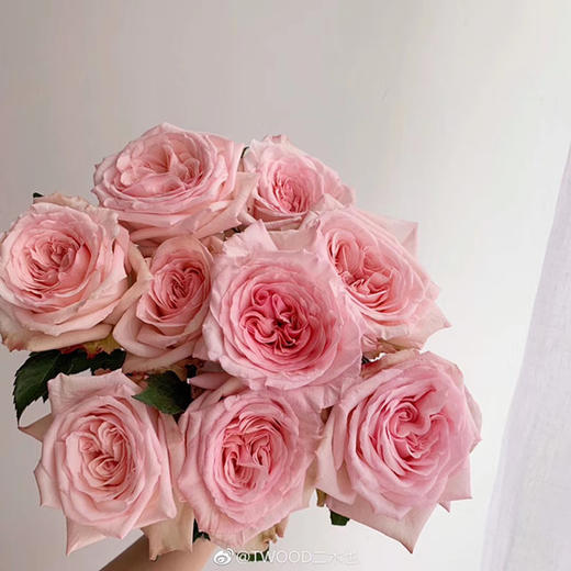 【拍市玫瑰】粉荔枝 10枝/扎  约60公分 商品图2