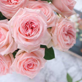 【昆明玫瑰】粉荔枝 20支/扎 A/B级