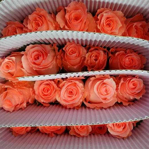 【拍市玫瑰】戴安娜  10支/扎 商品图3