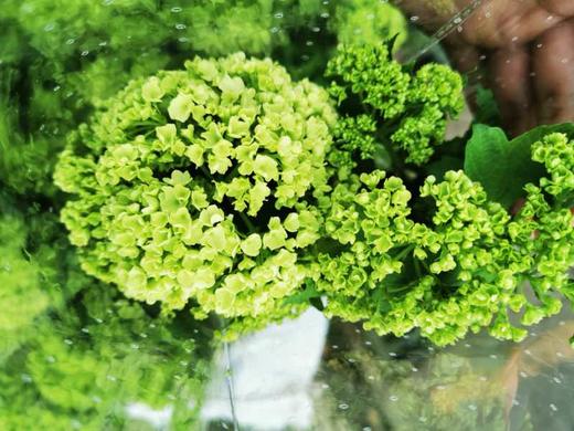 【约40公分】国产-木绣球 绿色 约3-5支/扎  C级 商品图3