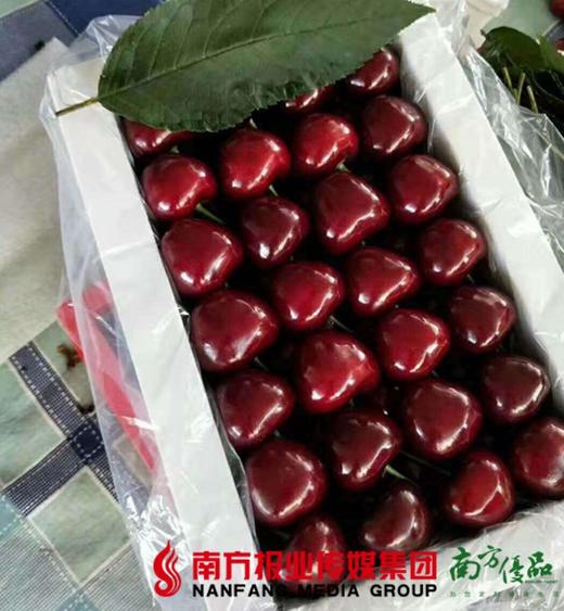 【珠三角包邮】烟台大樱桃   1.4斤±1两/ 箱 商品图2