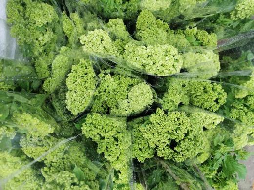 【约40公分】国产-木绣球 绿色 约3-5支/扎  C级 商品图2