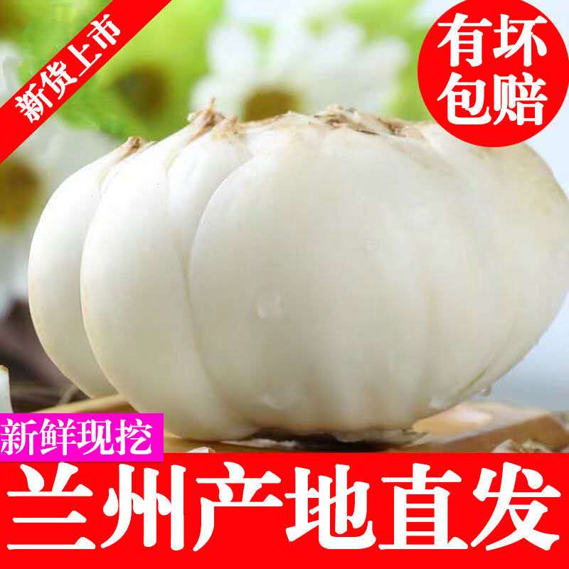 新货 甘肃兰州百合新鲜百合食用甜百合 新鲜类 新鲜蔬菜 口感甜糯