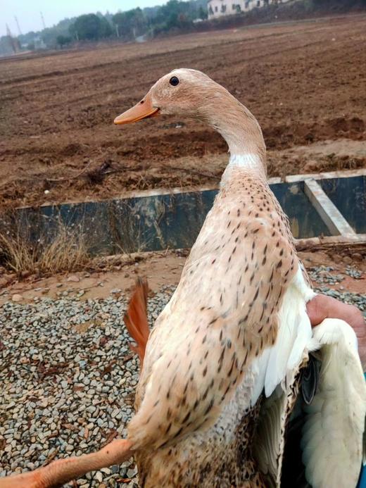 乡里土水鸭，活的2.9一3.2斤左右一只 商品图0