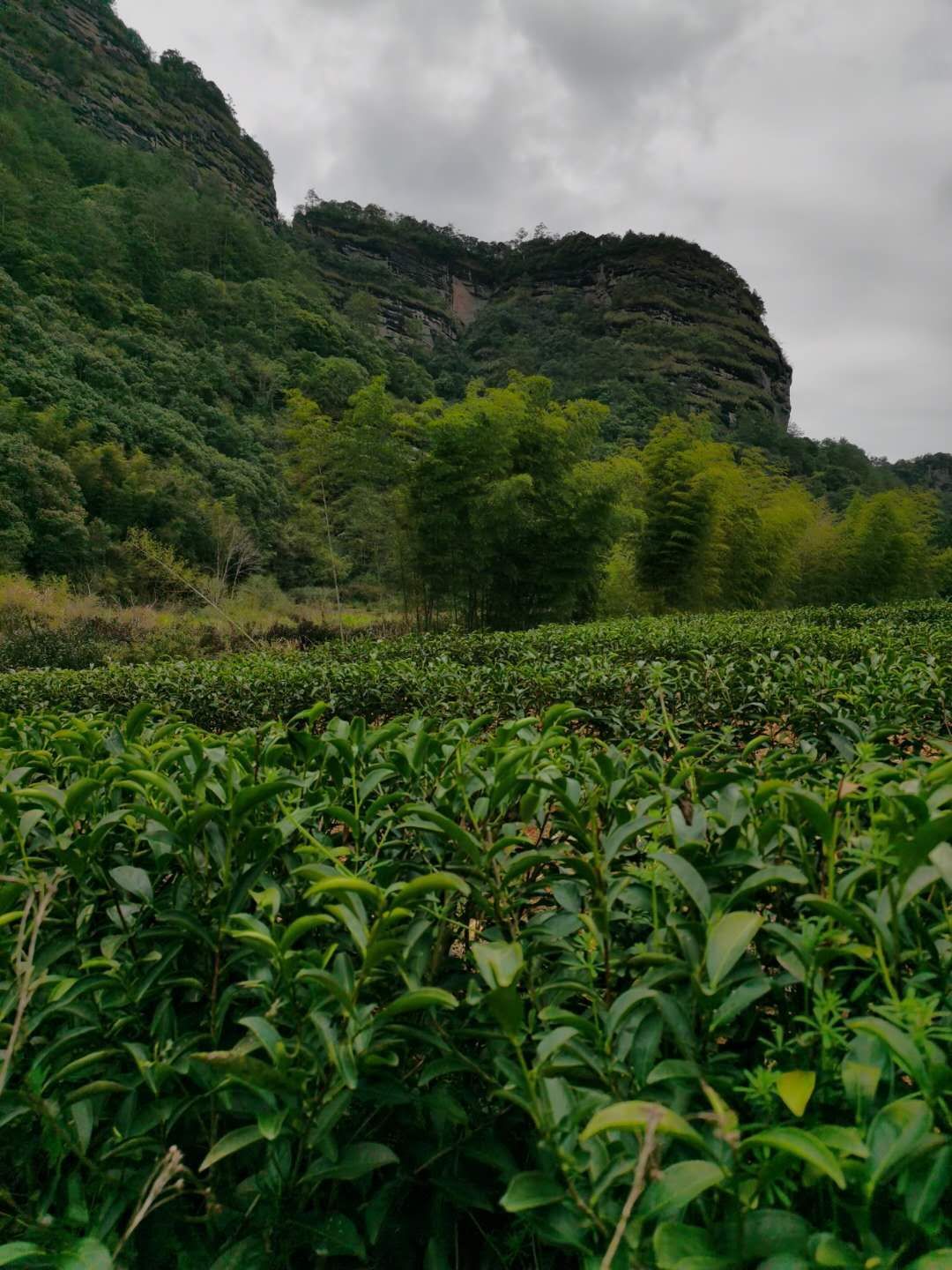 武夷正岩大红袍2019年春茶