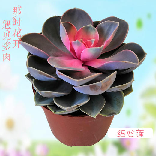 大颗多肉植物红心莲含花盆今日下单明天到货
