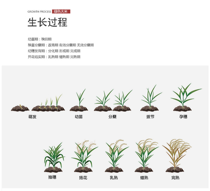 生态大米锦溪生态绿色昆稻夫大米10kg袋绿色生态无污染