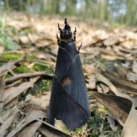 【舌尖美食】四川蒲江雷竹笋 新鲜雷竹笋，现挖现发，自然生长，脆嫩爽口，清香甘甜，大自然馈赠的美味！ 商品图6