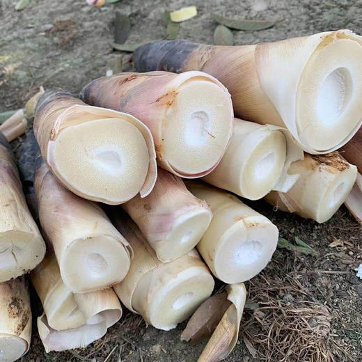 【舌尖美食】四川蒲江雷竹笋 新鲜雷竹笋，现挖现发，自然生长，脆嫩爽口，清香甘甜，大自然馈赠的美味！ 商品图1