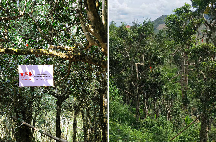 古寨春【曼秀】300年古树纯料易武普洱茶生茶2019年头春饼茶 357g