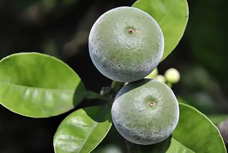 化橘红膏嗓子不舒服喝一勺它帮你润一润