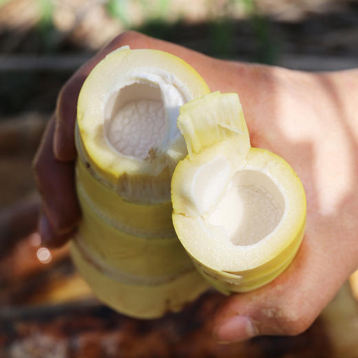 密农人家  新鲜现挖春笋  皮薄肉嫩  口感清脆微甜  1斤 商品图5