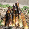 密农人家  新鲜现挖春笋  皮薄肉嫩  口感清脆微甜  1斤 商品缩略图2