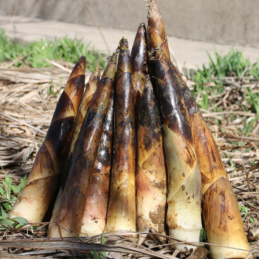 密农人家  新鲜现挖春笋  皮薄肉嫩  口感清脆微甜  1斤 商品图2