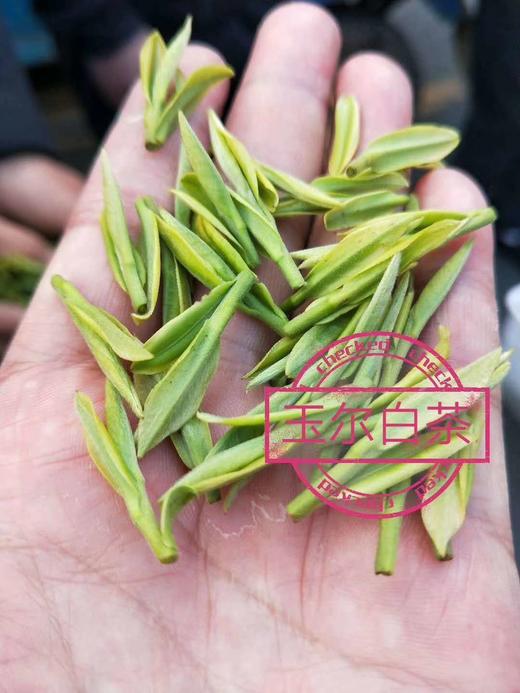 【安吉白茶 50g明前饱满嫩芽】形似凤羽，芽壮饱满匀整 入口鲜醇回甘 无苦味无涩味 汤色鹅黄 叶底“芽壮叶肥” 商品图4