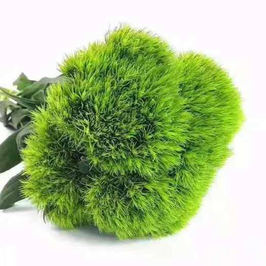 海盛绿石竹绿毛球50cm5支扎