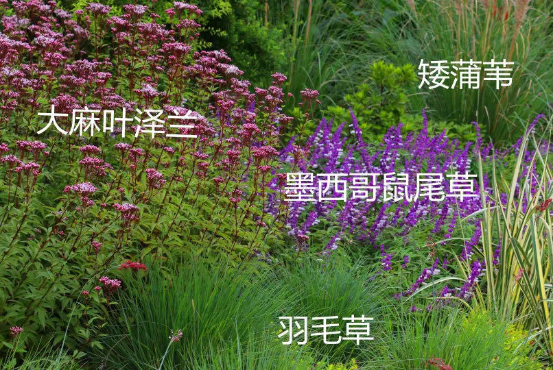适合南北方的自然花境组合 大麻叶泽兰 鼠尾草与蓍草花境组合
