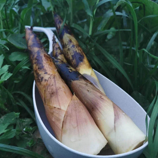 【舌尖美食】四川蒲江雷竹笋 新鲜雷竹笋，现挖现发，自然生长，脆嫩爽口，清香甘甜，大自然馈赠的美味！ 商品图2