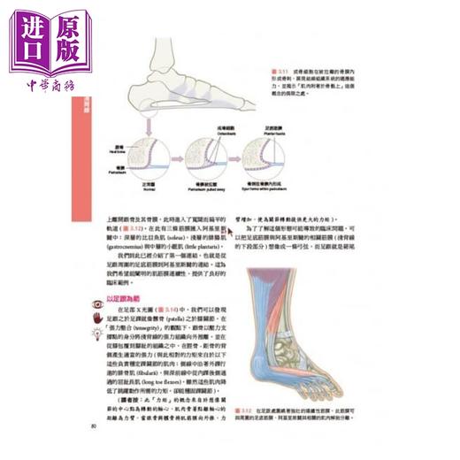 【中商原版】解剖列车-针对徒手及动作治疗师的肌筋膜筋线（第三版）港台原版 Thomas W. Myers 台湾爱思唯尔 基础医学 商品图4