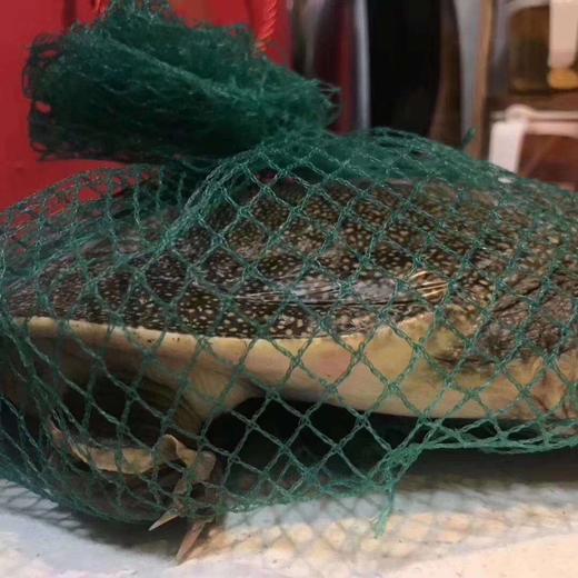 【外塘老甲鱼】无激素生态放养，基地直发 商品图1