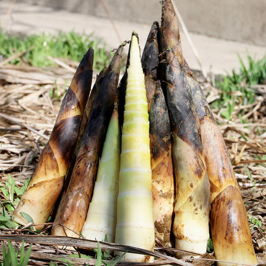 密农人家  新鲜现挖春笋  皮薄肉嫩  口感清脆微甜  1斤 商品图4