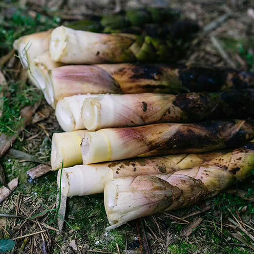 【舌尖美食】四川蒲江雷竹笋 新鲜雷竹笋，现挖现发，自然生长，脆嫩爽口，清香甘甜，大自然馈赠的美味！ 商品图0