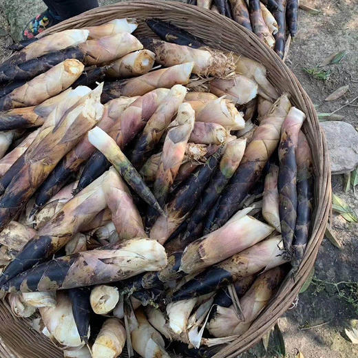 【舌尖美食】四川蒲江雷竹笋 新鲜雷竹笋，现挖现发，自然生长，脆嫩爽口，清香甘甜，大自然馈赠的美味！ 商品图5