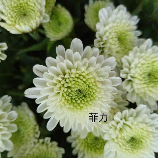 【精品小菊】菲利  10支/扎 商品图1