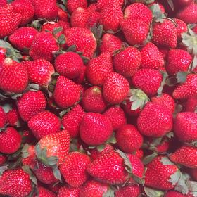 本地 鲜草莓