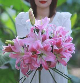 【AB级星光香水百合】多头3支12-15朵/份