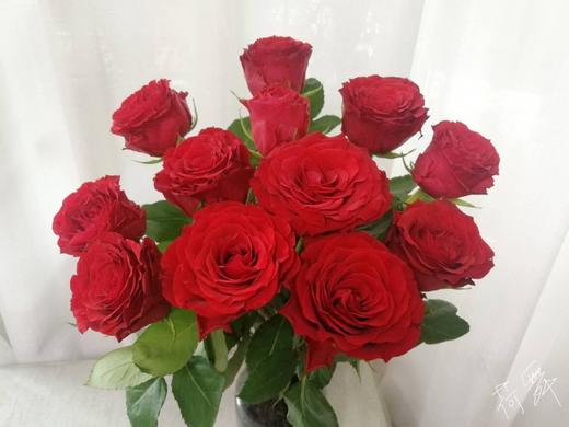 昆明玫瑰珍爱红色20支扎