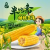 半饱斋甜糯玉米 12支/箱 商品缩略图0