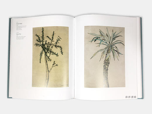 Lucian Freud: Herbarium 弗洛伊德：植物标本集 商品图2