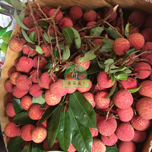 荔枝 商品图1