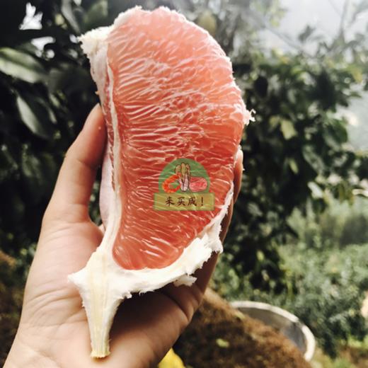 红肉蜜柚子 商品图1