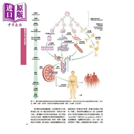 【中商原版】解剖列车-针对徒手及动作治疗师的肌筋膜筋线（第三版）港台原版 Thomas W. Myers 台湾爱思唯尔 基础医学 商品图3