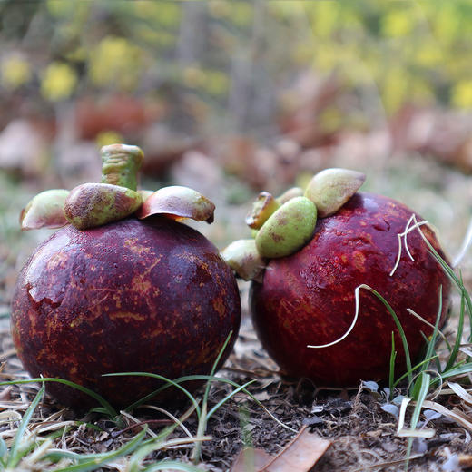 泰国山竹3斤 包邮 商品图3