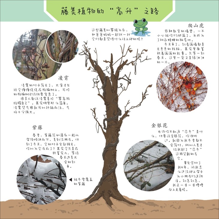 包邮|呱哩的自然笔记(冬季版)