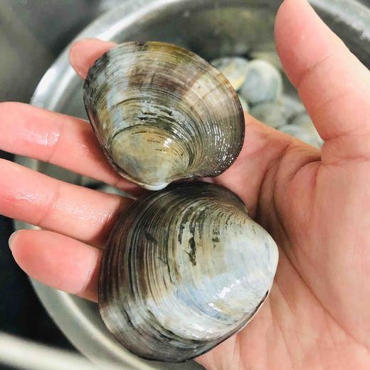 红彩贝3斤装深海贝类对生长海域水质要求高以肉微微带粉红壳多彩而得