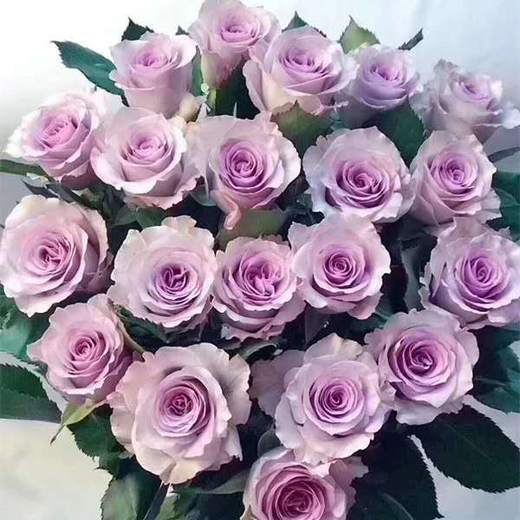 【昆明玫瑰】海洋之歌,20支/扎,a级 商品图3