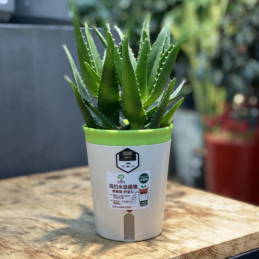 水培芦荟-懒人植物-满99元三公里包送