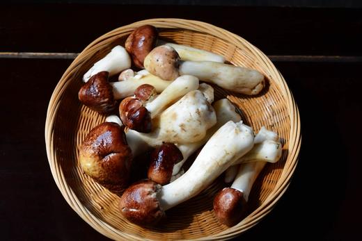 怎么吃都好吃的鲜采菌菇——褐松茸，野外环境生长，每日现采现发 商品图3