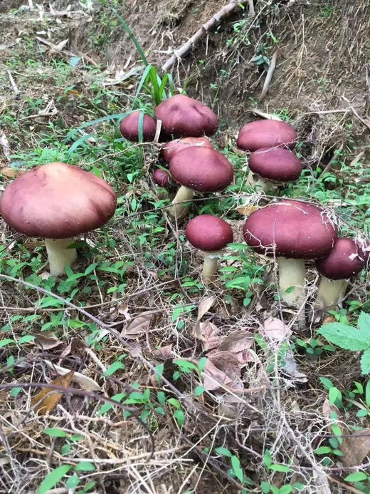 怎么吃都好吃的鲜采菌菇——褐松茸，野外环境生长，每日现采现发 商品图5