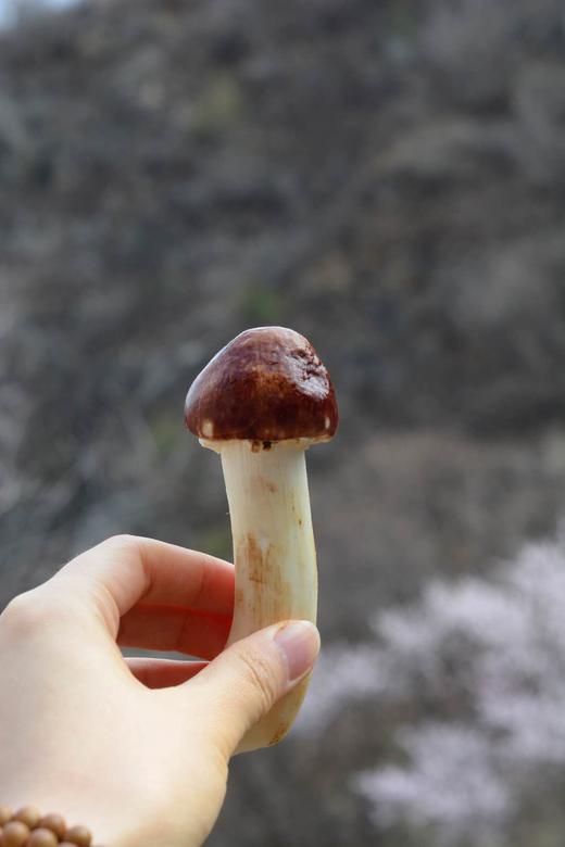 怎么吃都好吃的鲜采菌菇——褐松茸，野外环境生长，每日现采现发 商品图4