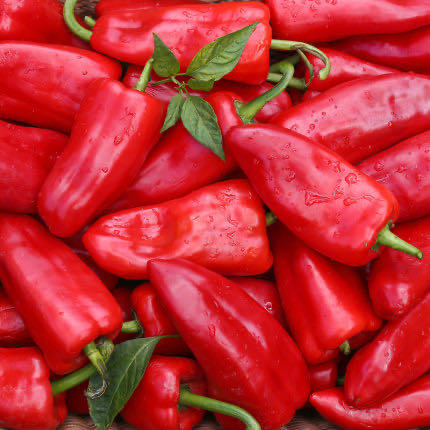 大红椒约500g 商品图1