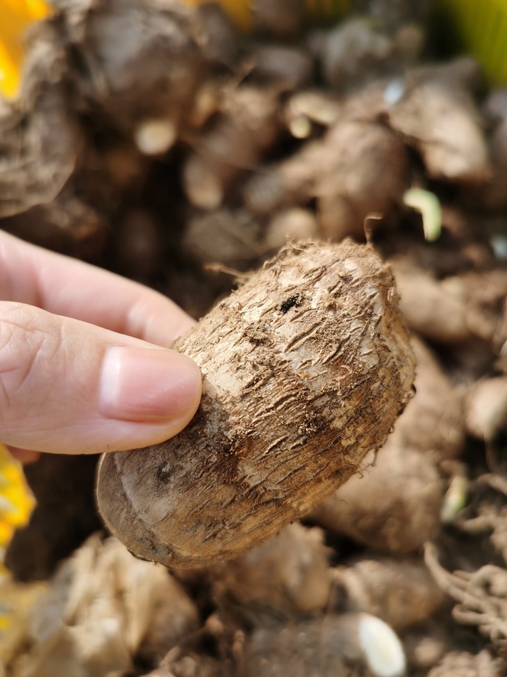 百里小厨有机肥矿物质土养育出来的毛芋头黏糯而形不散地标性芋头营养
